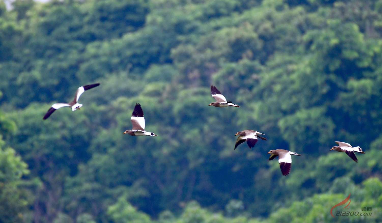 ���B(t��i)���ˮ�B���@��